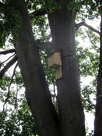 bat box