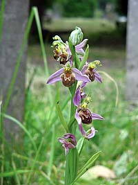 Bee Orchid