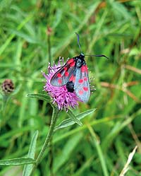 Burnet Moth