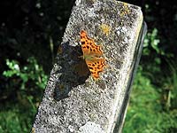 Comma