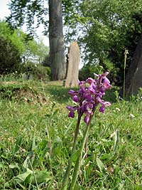 Green Winged Orchid