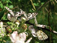 Marbled White